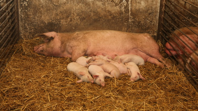 Во Львовской области из-за вируса чумы сожгли 27 тысяч свиней