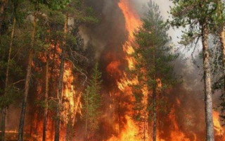 В Полтавской области локализовали лесной пожар