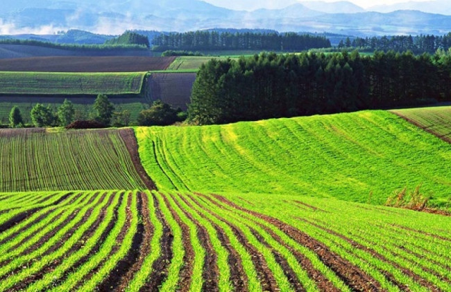 В Україні з’явилась онлайн-версія кадастрової карти: подробиці