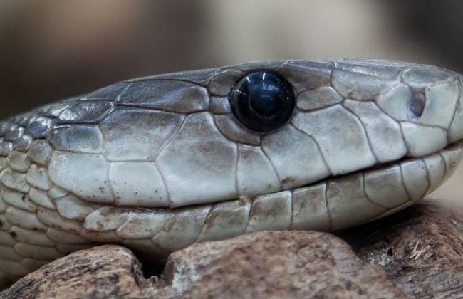 На Прикарпатті нашестя змій: першу жертву госпіталізували до лікарні