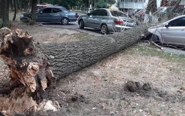 Инцидент в Киеве:  сухой тополь разбил припаркованные автомобили, фото