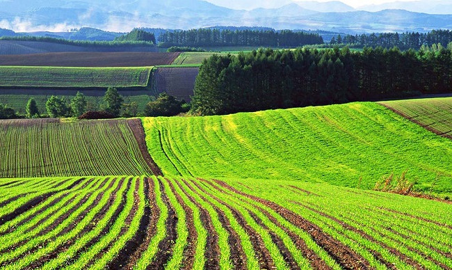 Вільний ринок землі: Оксана Маркарова розповіла про противаги та ризики реформи