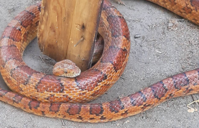 Киян налякала гігантська змія, фото