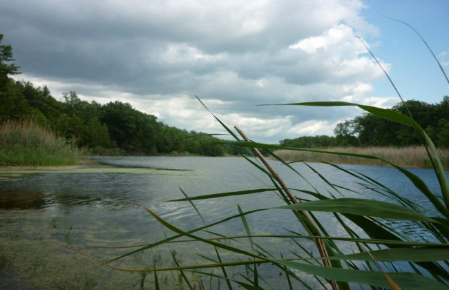 «Кремінські ліси» на Донбасі: Зеленський підписав указ про створення парку
