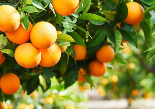 Апельсины могут быть опасными: стало известно, кому противопоказан фрукт