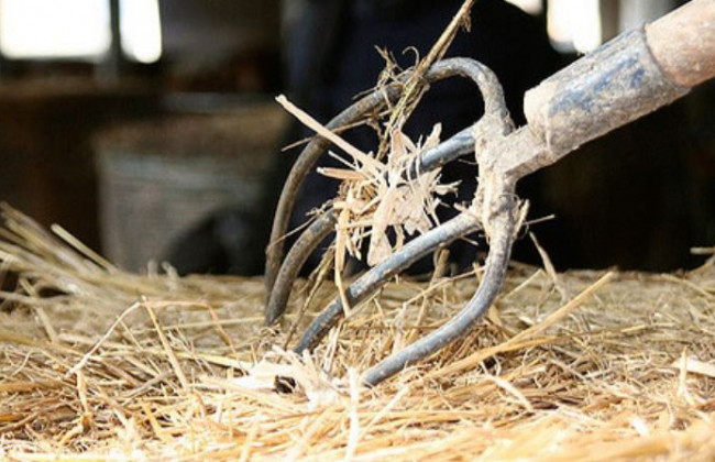 Трагедия под Запорожьем: подросток метнул вилы в лицо мужчины