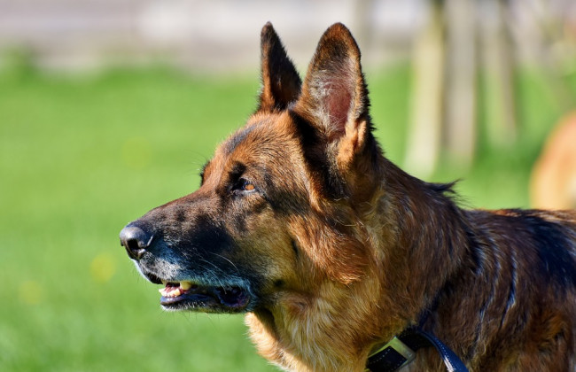 Що робити, якщо вкусив собака, і хто відповідатиме за це: роз’яснення суду