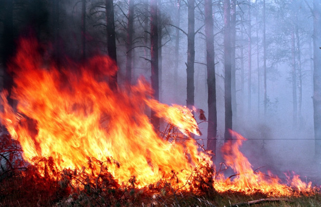 Сожгла 14 га леса, чтобы отомстить леснику: суд избрал наказание злоумышленнице
