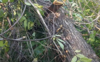 Нещасний випадок на Харківщині: чоловік впав із дерева і помер