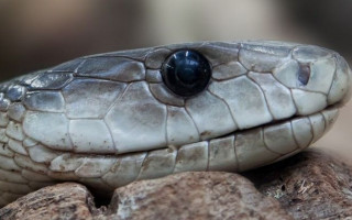 Трагедія на Львівщині: чоловіка вкусила змія