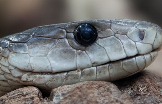 Трагедія на Львівщині: чоловіка вкусила змія