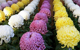 Киян запрошують на осінній фестиваль хризантем