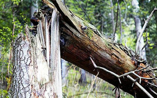 У Києві посеред вулиці впало дерево: є відео