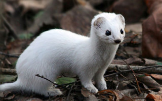 Справа щодо розведення норок: суд ухвалив рішення стосовно діяльності звіроферми