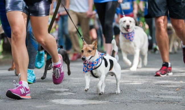 Киян запрошують на благодійні забіги з собаками: адреса