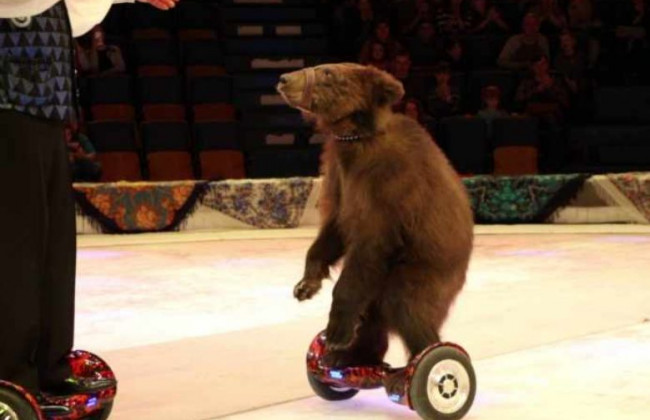 Цирк без тварин: у Кабміні ухвалили рішення