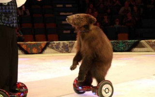 Цирк без тварин: у Кабміні ухвалили рішення