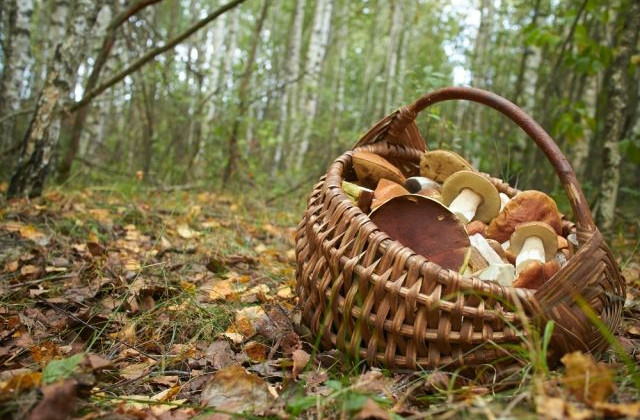 Поели грибов и угодили в больницу: на Запорожье отравилась целая семья