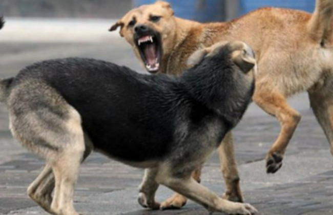 Умерла девушка, которую растерзала стая собак в Полтаве