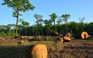 Ліс у смартфоні: Держлісагентство запустило унікальний реєстр