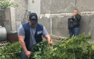 Выращивал коноплю: под Херсоном задержали «фермера»