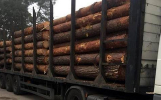 У Києві зухвалий лісник  незаконно рубав і продавав дерева