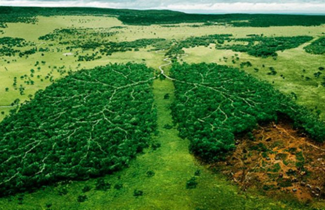 Як народні депутати планують зменшити забруднення атмосферного повітря: законопроект №2339