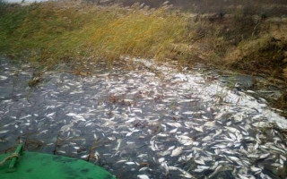 На Херсонщині зафіксовано масовий замор риби: назвали причину