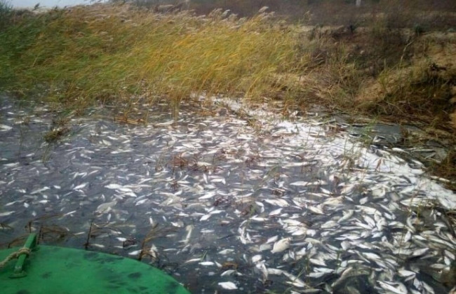 На Херсонщині зафіксовано масовий замор риби: назвали причину