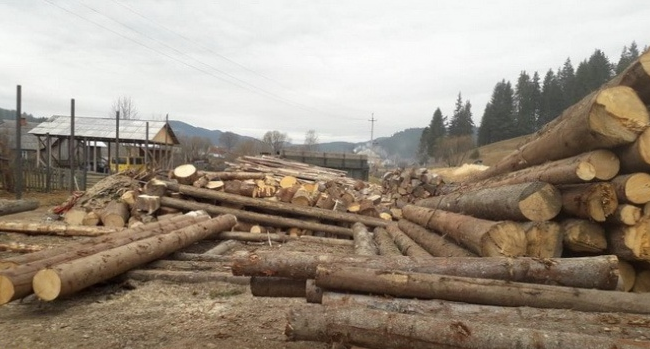Незаконний експорт деревини: СБУ попередила завдання мільйонних збитків державі