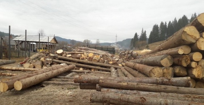 Незаконний експорт деревини: СБУ попередила завдання мільйонних збитків державі