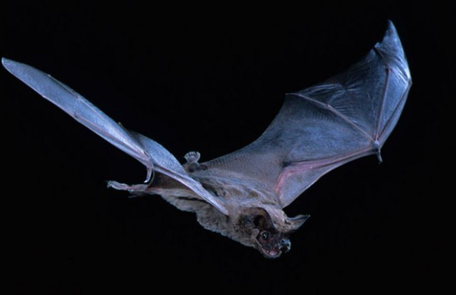 ЧП в Киеве: десятки летучих мышей «оккупировали» балкон квартиры