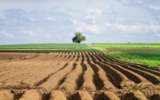 Рада підтримала законопроект про дозвіл продавати землі сільгоспризначення