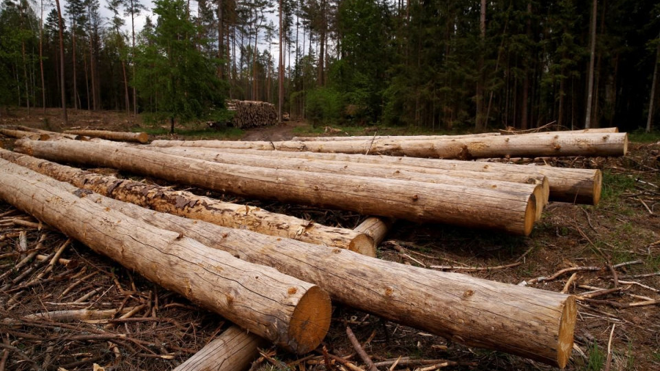 На Харківщині розкрили схему розкрадання лісових ресурсів на 100 млн