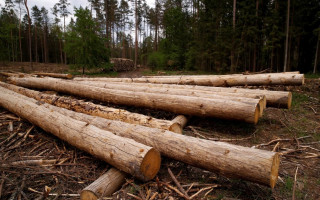 На Харківщині розкрили схему розкрадання лісових ресурсів на 100 млн