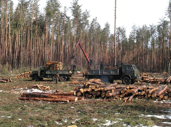 Розтрата держмайна майже у 100 млн гривень: ДБР повідомило про підозру посадовцям лісгоспу