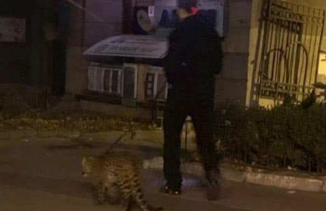 Киевлян поразили леопардом в центре города, фото