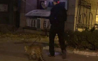 Киевлян поразили леопардом в центре города, фото