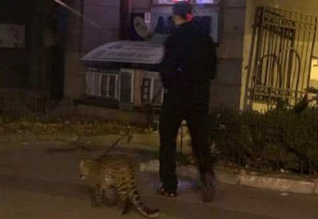 Киевлян поразили леопардом в центре города, фото