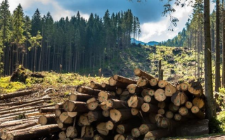 В Україні заборонили вирубку карпатських лісів: опубліковано закон