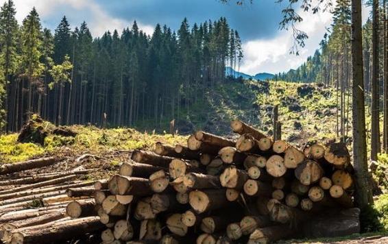 В Україні заборонили вирубку карпатських лісів: опубліковано закон