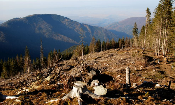 Екологи вважають, що закон про збереження лісів в Україні спростив вирубку Карпат