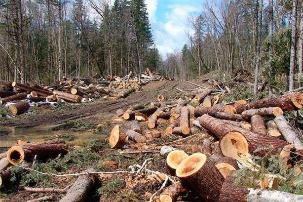 В Україні вісім областей підключено до проекту e-реєстру заготівлі деревини