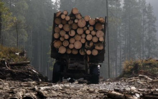 Закон про збереження лісів в Україні набув чинності