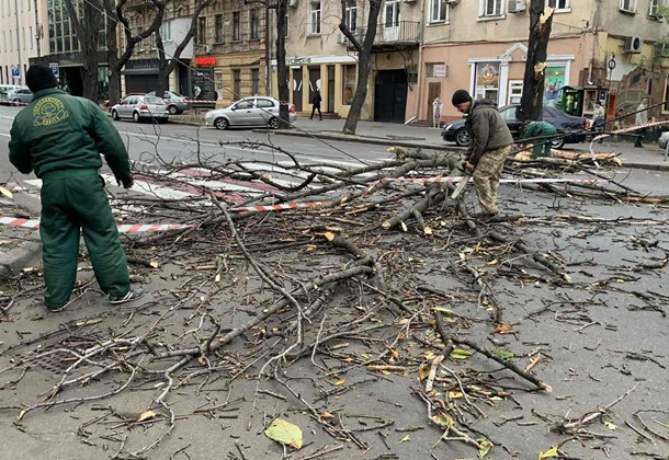 Штормовой ветер в Одессе повалил десятки деревьев, фото