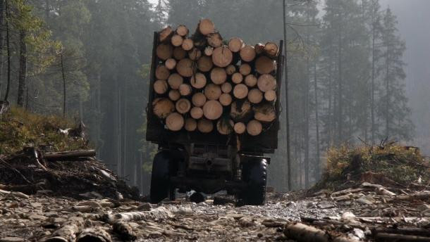 Закон про збереження лісів в Україні набув чинності