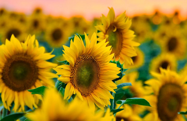 Подано законопроект щодо оподаткування експорту олійних культур