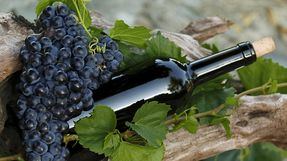 Підтримка вітчизняного виробника і розвиток виноробства: подано новий законопроект