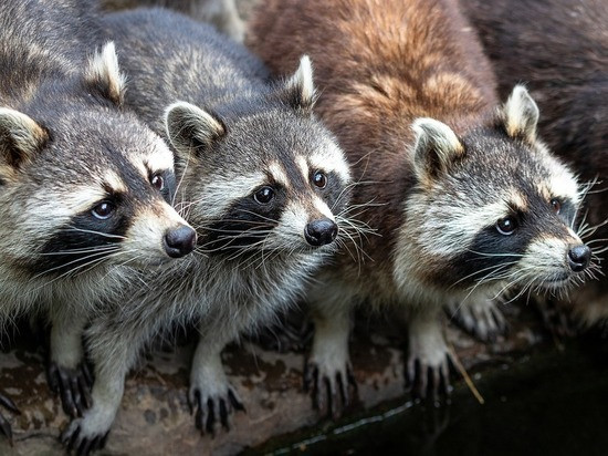 Єнотів реалізують через СЕТАМ