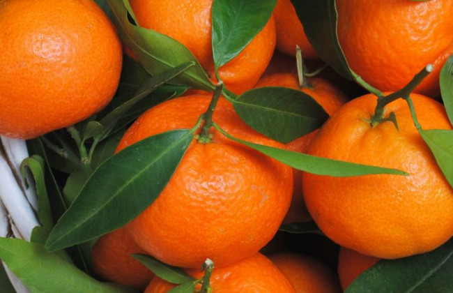Сколько мандаринов можно съесть без вреда для здоровья